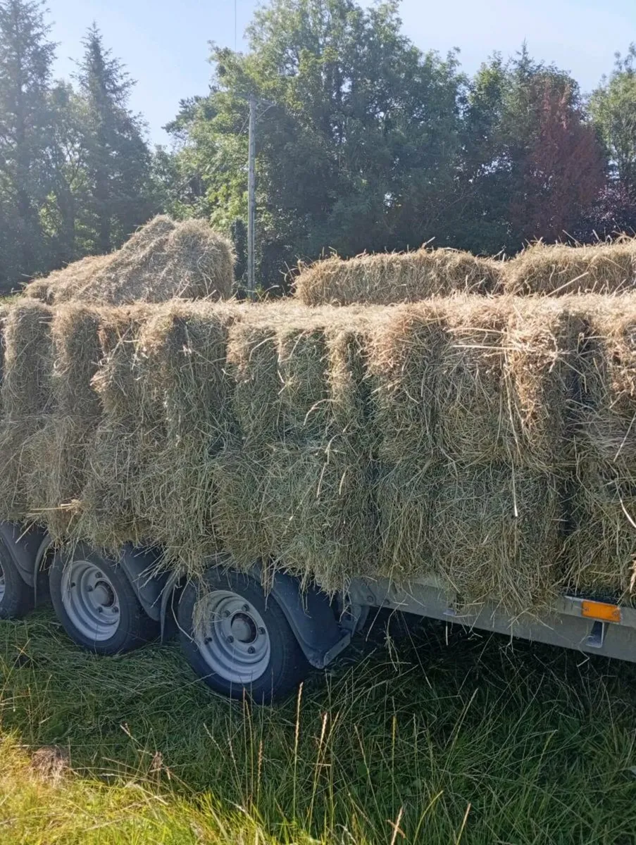 Hay Bales for sale - Image 1