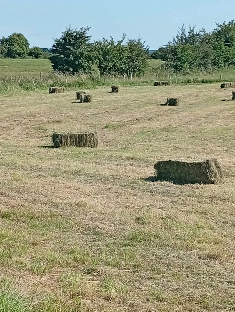 Hay Bales for sale - Image 2