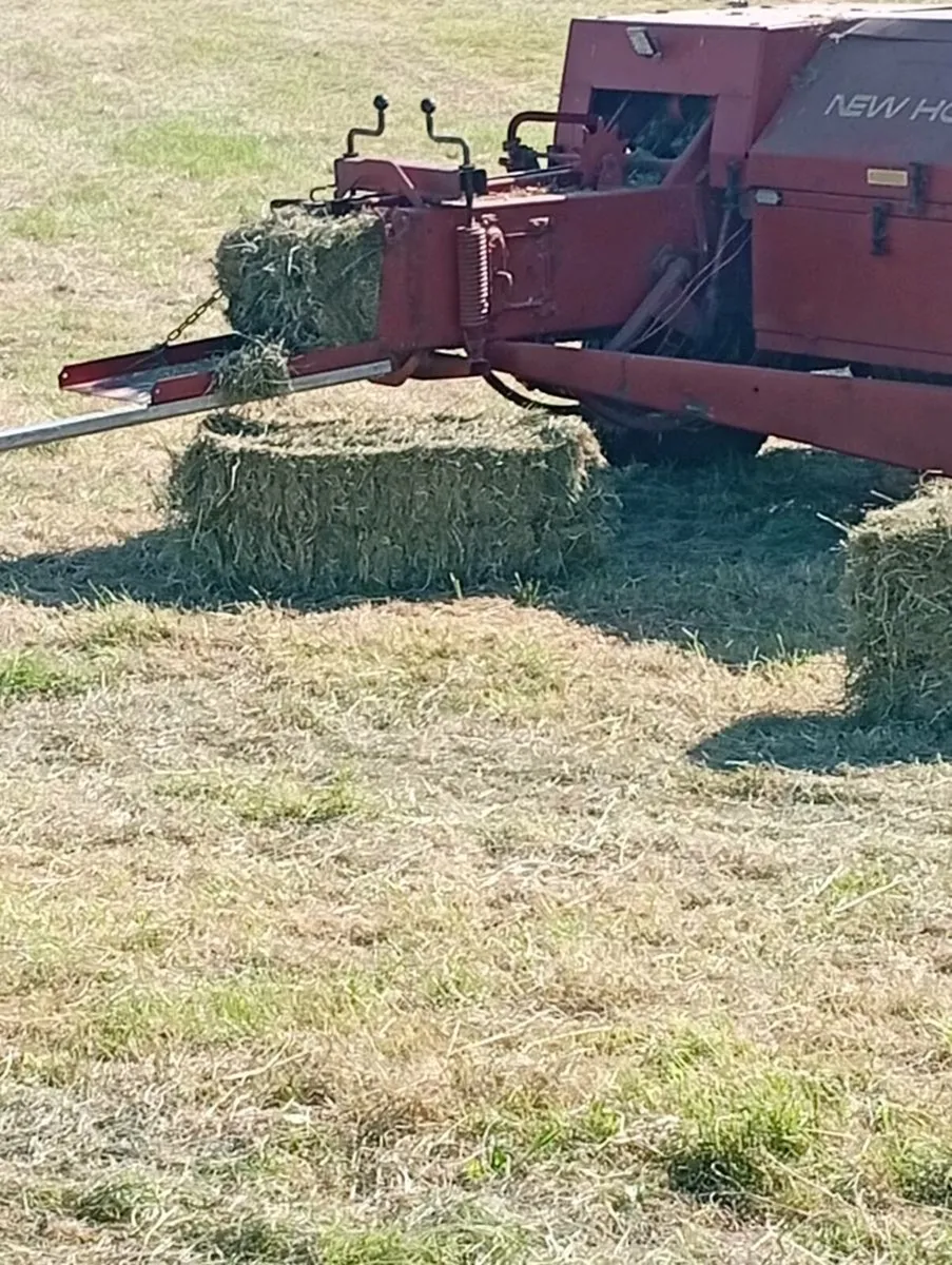 Hay Bales for sale - Image 3
