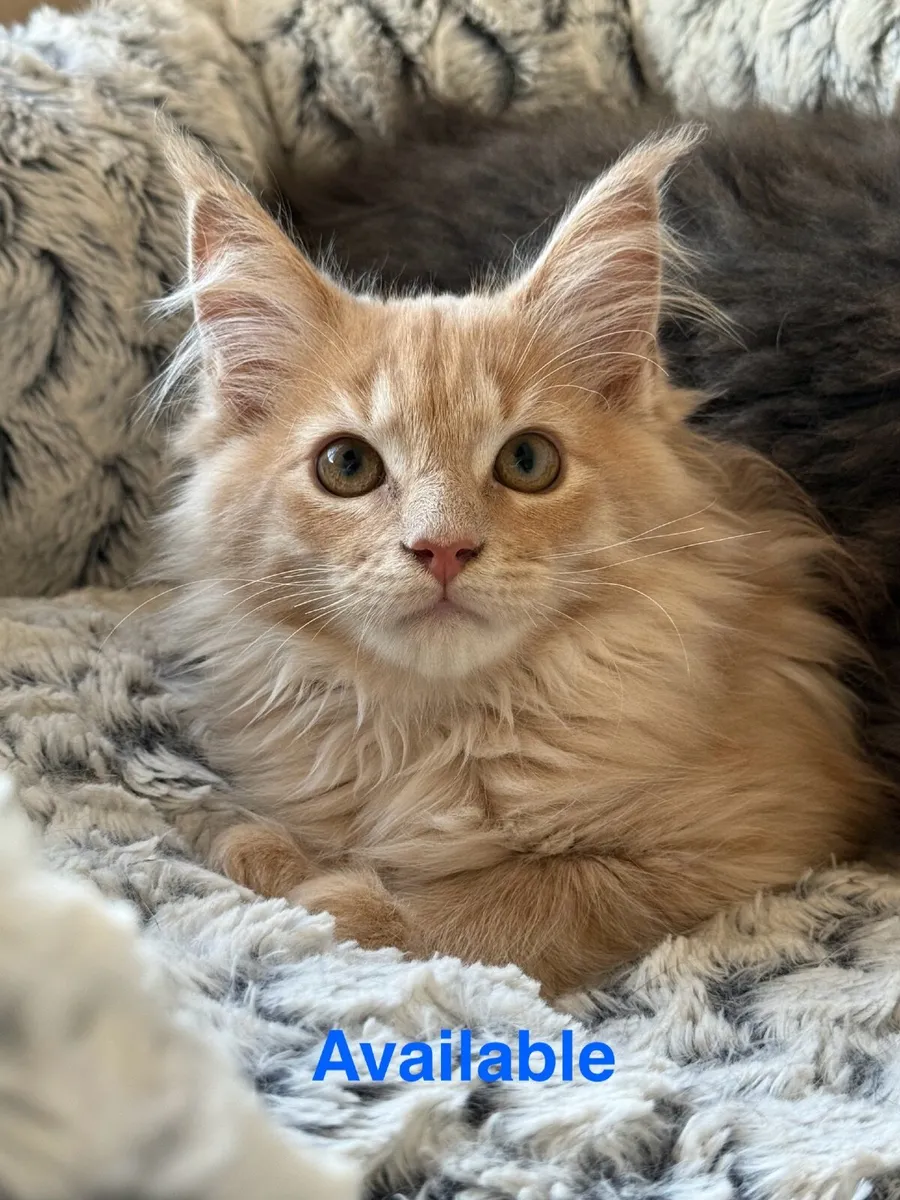 GCCF Registered Maine Coon Kittens - Image 2