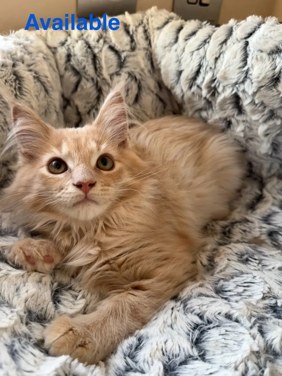 GCCF Registered Maine Coon Kittens - Image 3