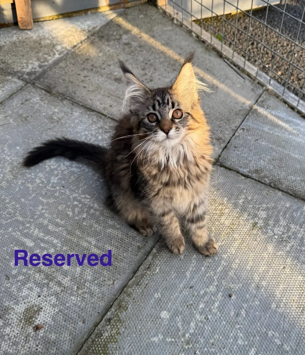 GCCF Registered Maine Coon Kittens - Image 4