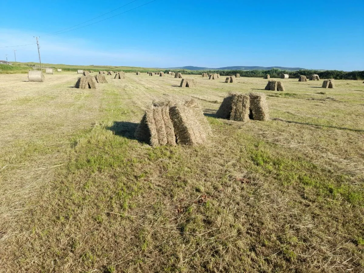 Square bales of hay