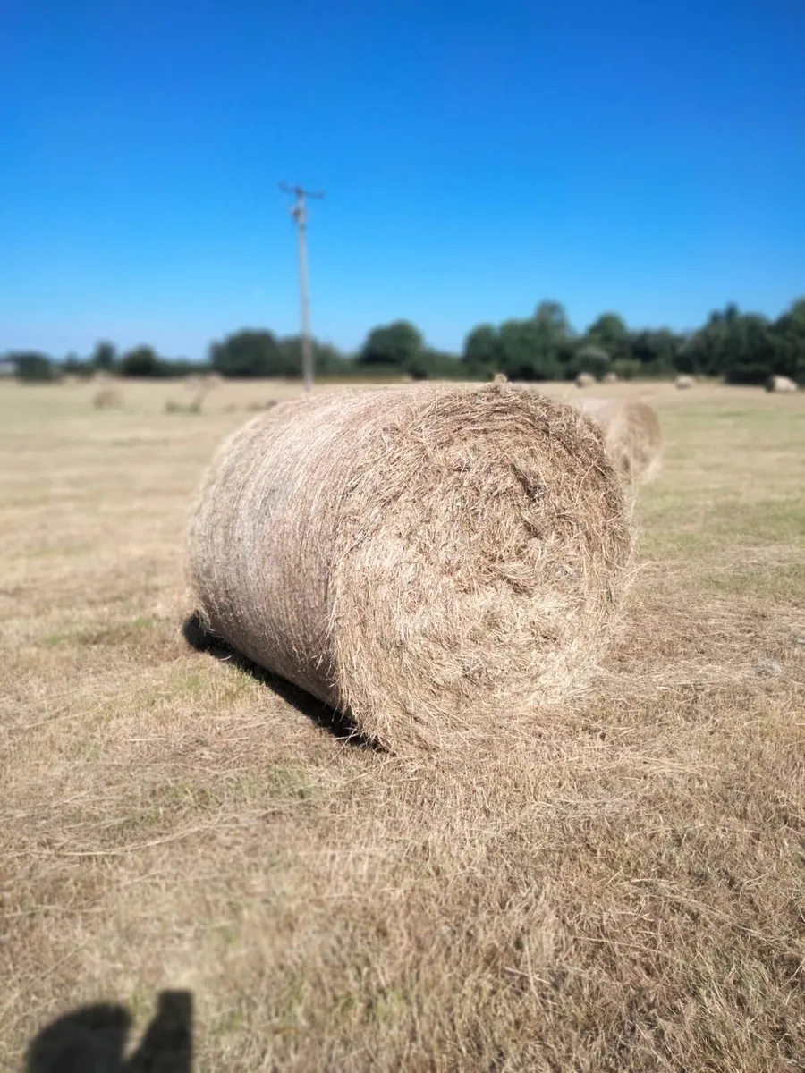 Round bales of hay - Image 1