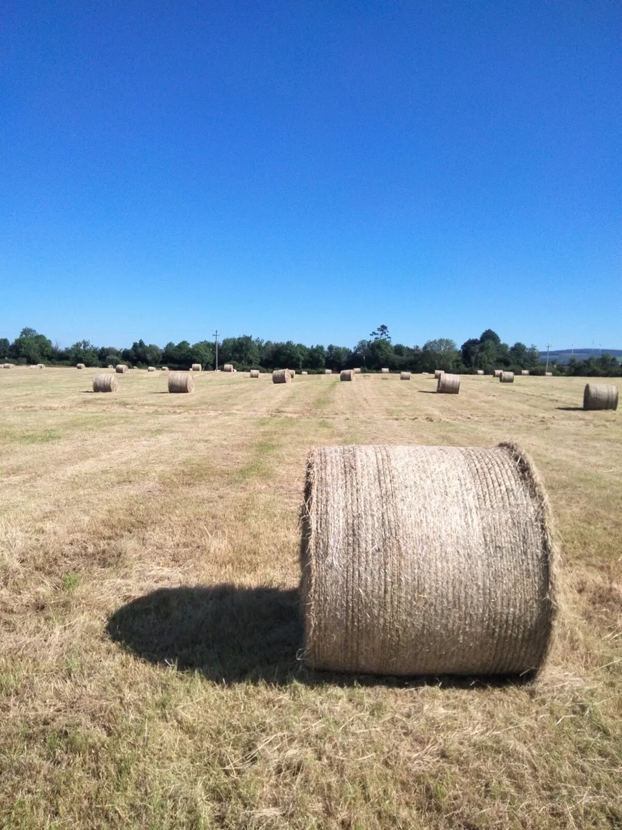 Round bales of hay - Image 3