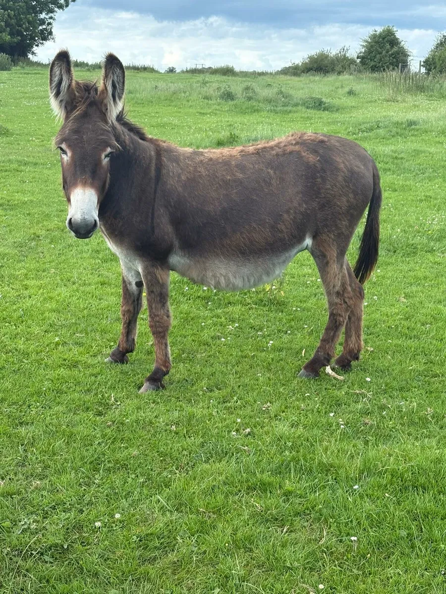 Donkey - Image 1