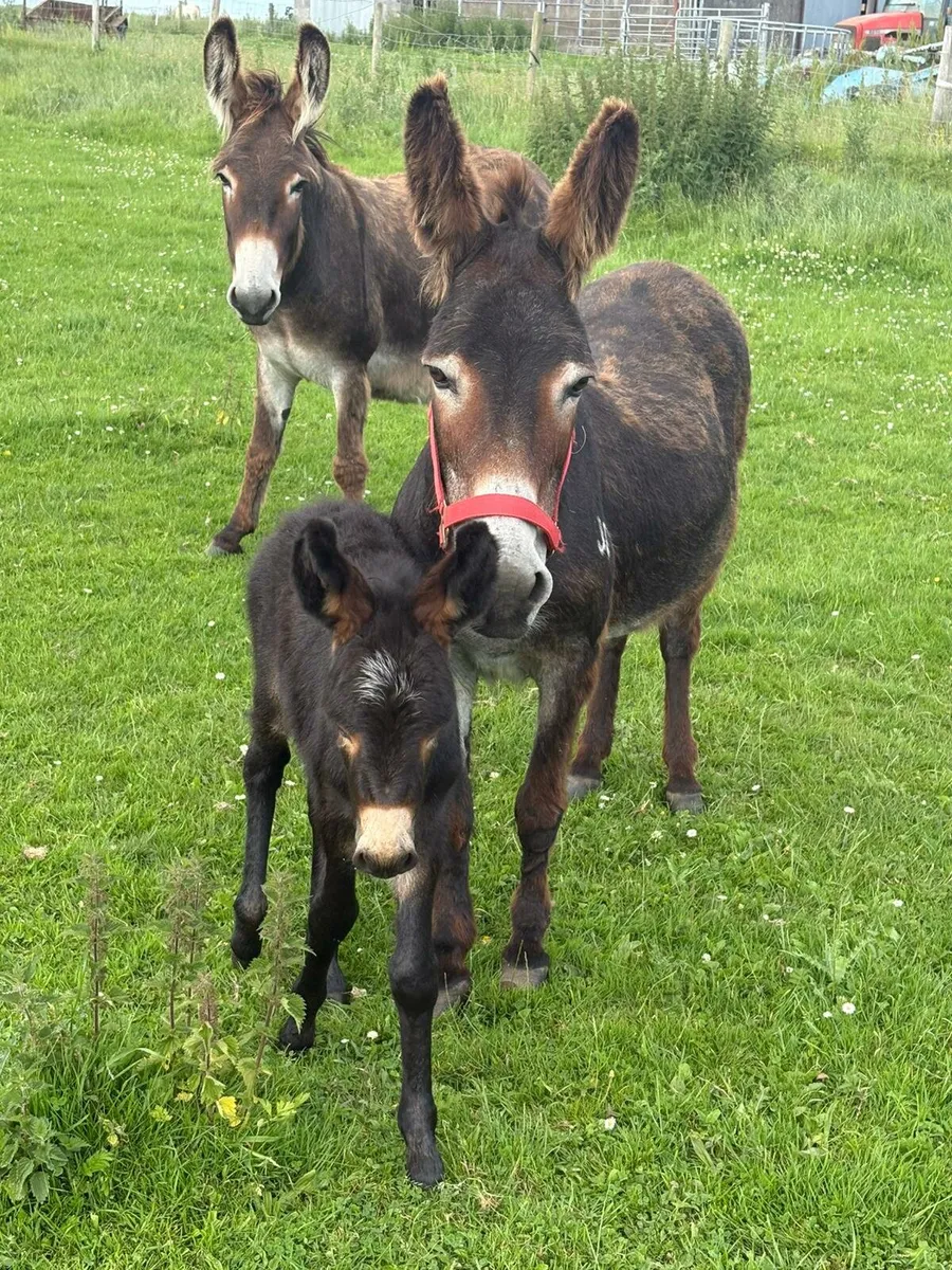 Donkey - Image 2