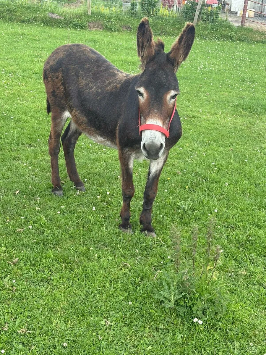Donkey - Image 3