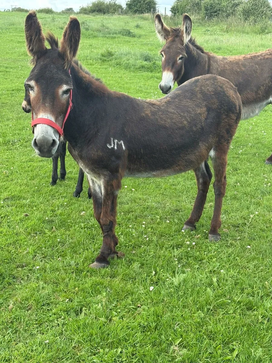 Donkey - Image 4
