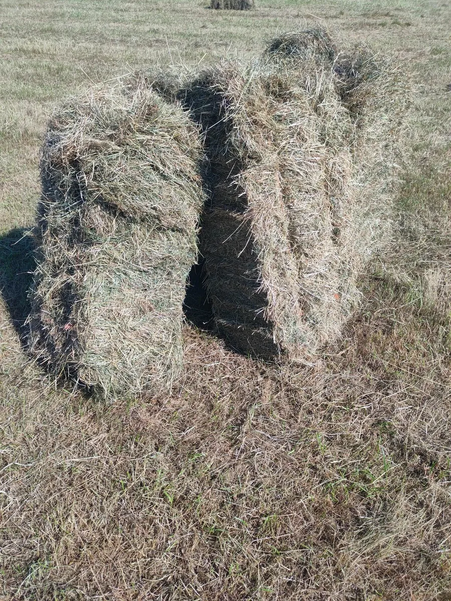 Square Bales of Hay - Image 1