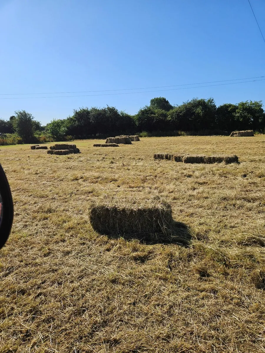 Small square bales of hay - Image 1