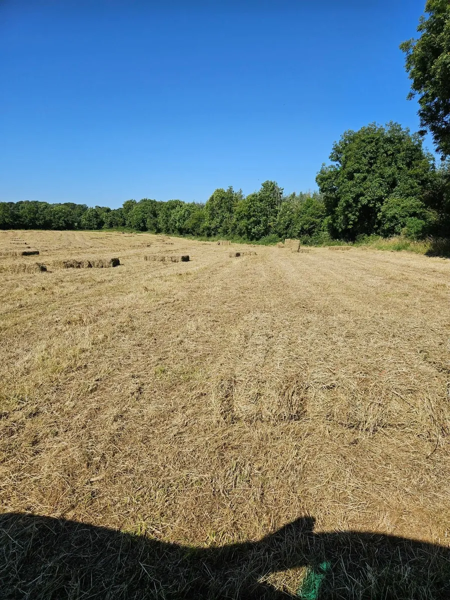 Small square bales of hay - Image 2
