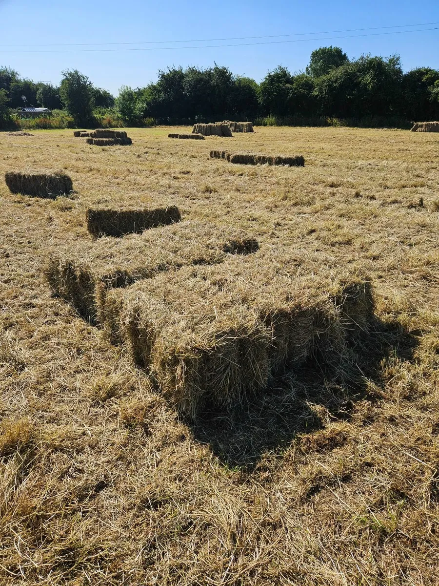 Small square bales of hay - Image 3