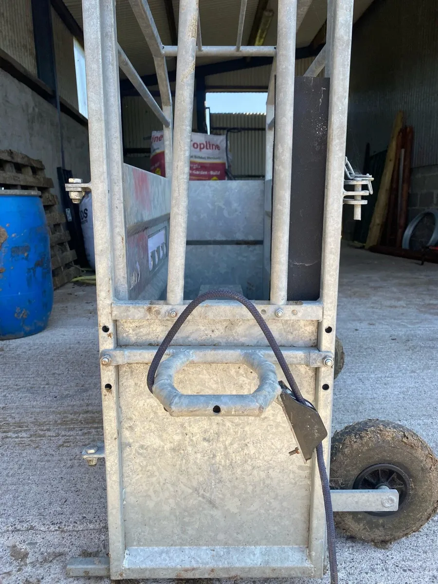 Calf dehorning crate - Image 2