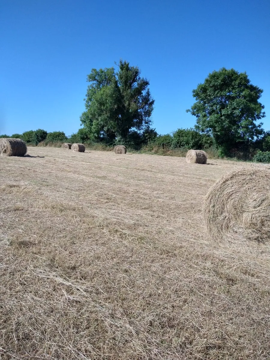 Hay Large Round Bales €40 - Image 1