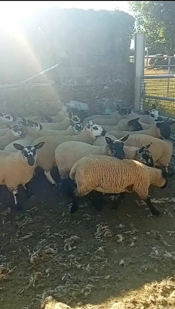 Ewe lambs - Image 1