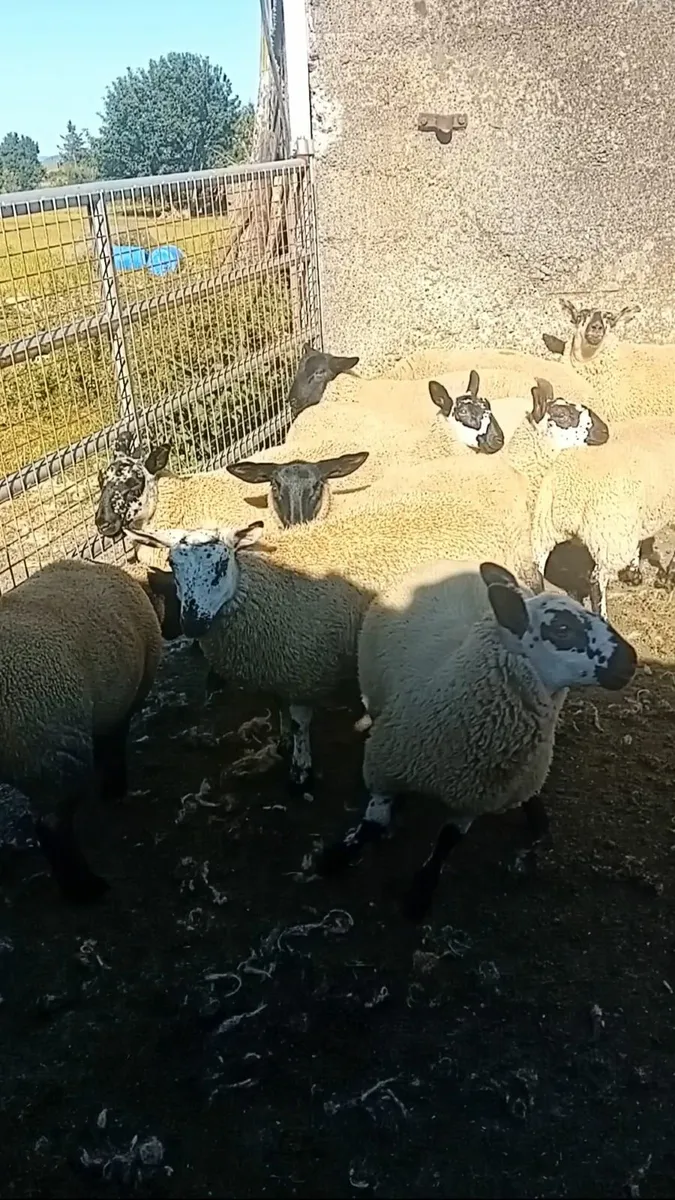 Ewe lambs - Image 2