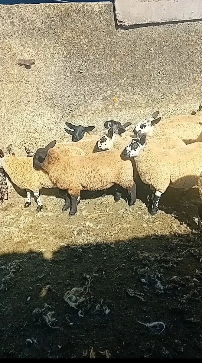 Ewe lambs - Image 3