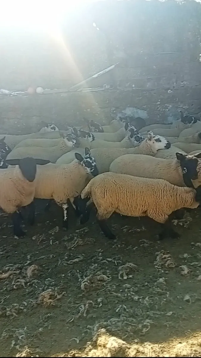 Ewe lambs - Image 4