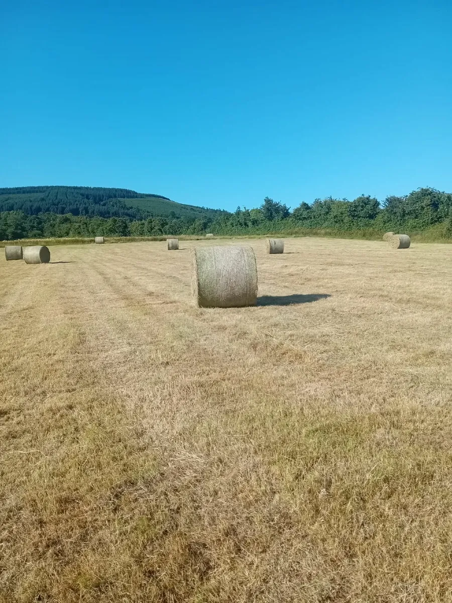 Hay