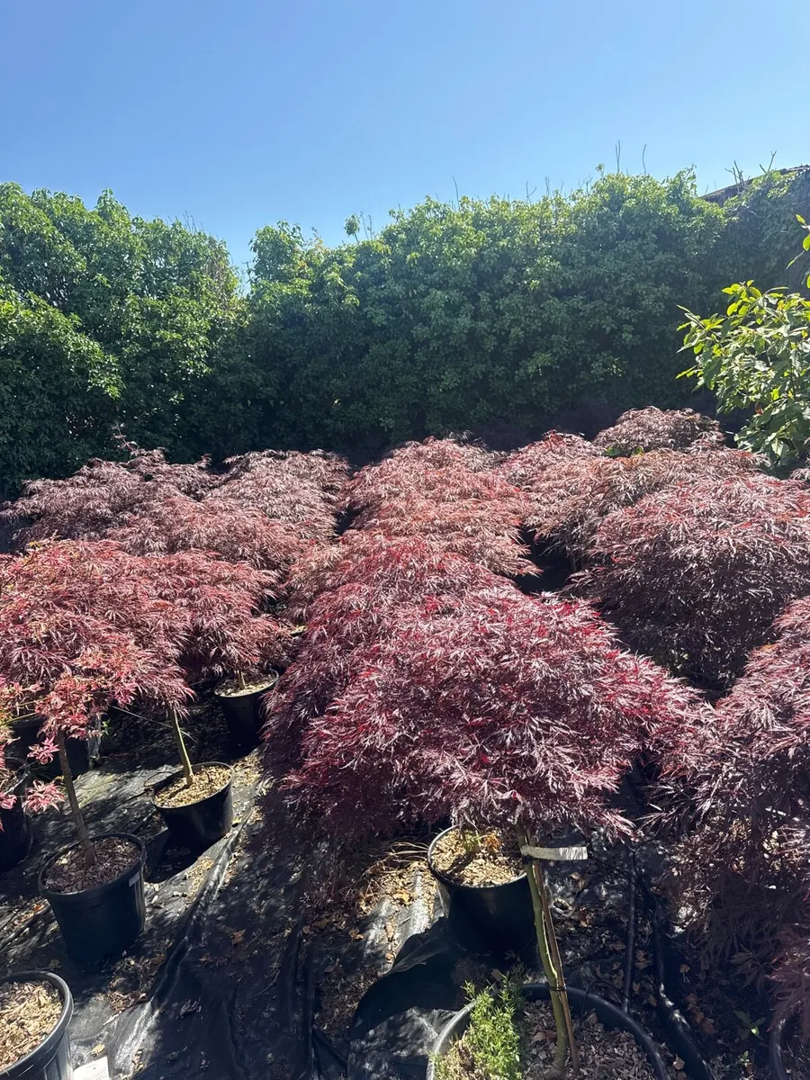 Japanese weeping maples - Image 1