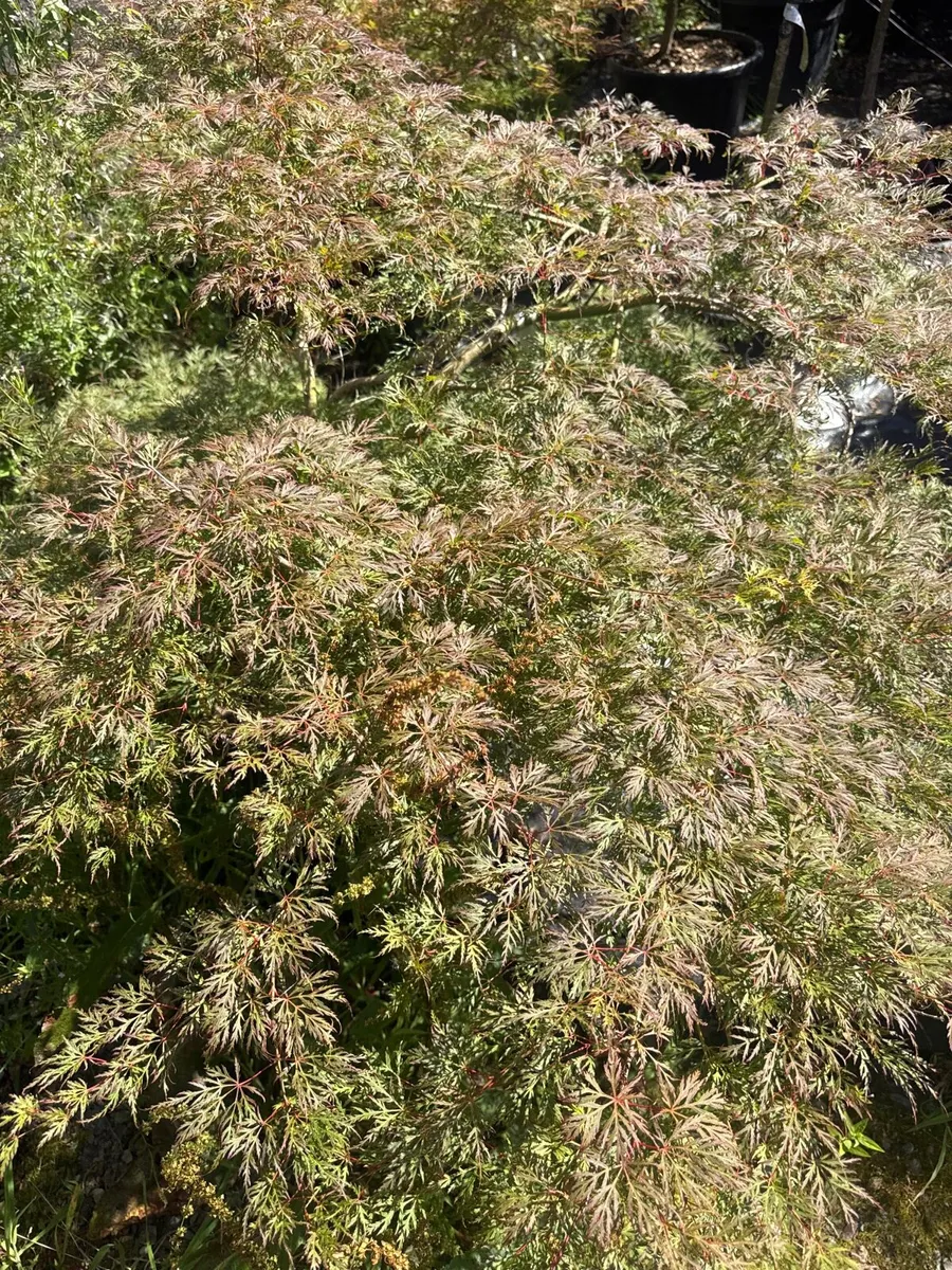 Japanese weeping maples - Image 2