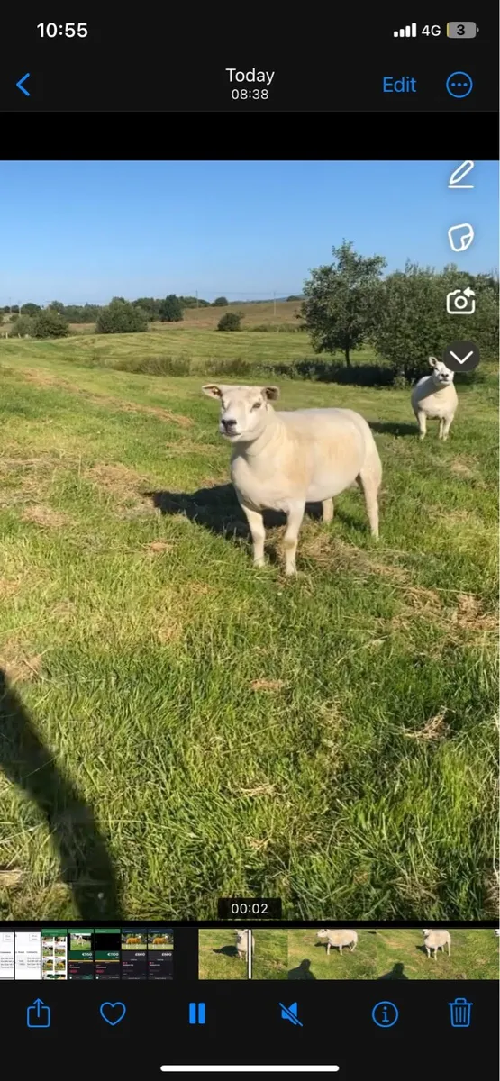 2 PEDIGREE REGISTER HOGG EWES - Image 2