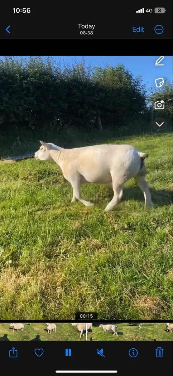 2 PEDIGREE REGISTER HOGG EWES - Image 3