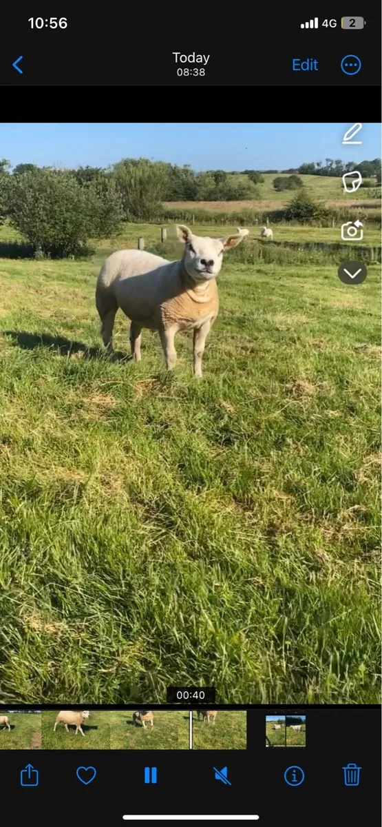 2 PEDIGREE REGISTER HOGG EWES - Image 4