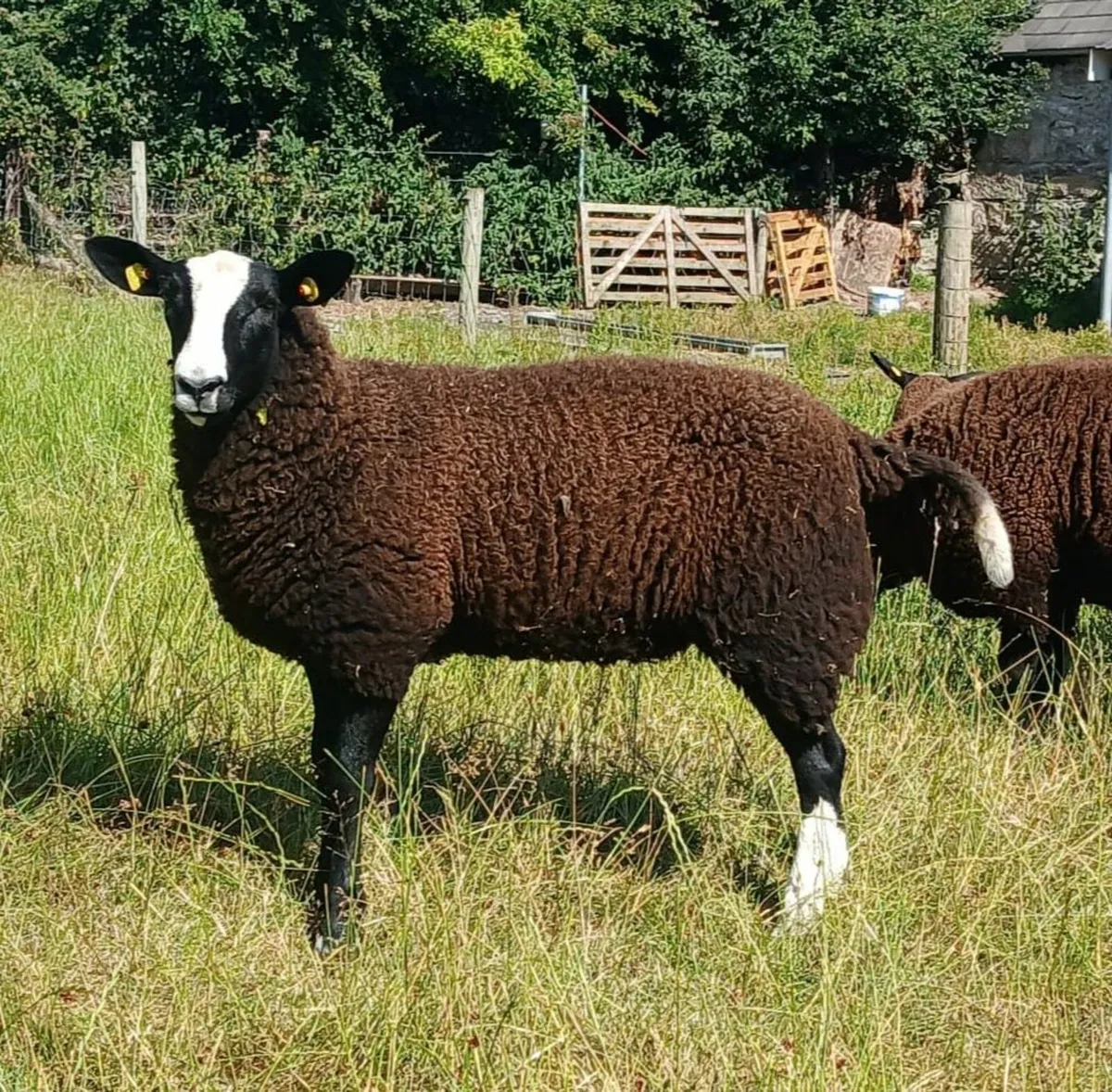 SHEEP - Image 1