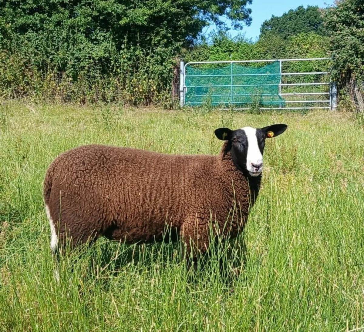 SHEEP - Image 2