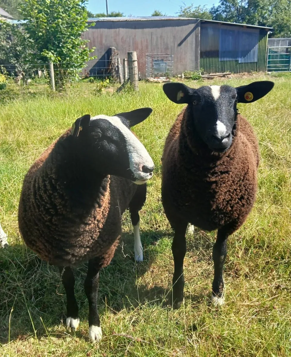 SHEEP - Image 3