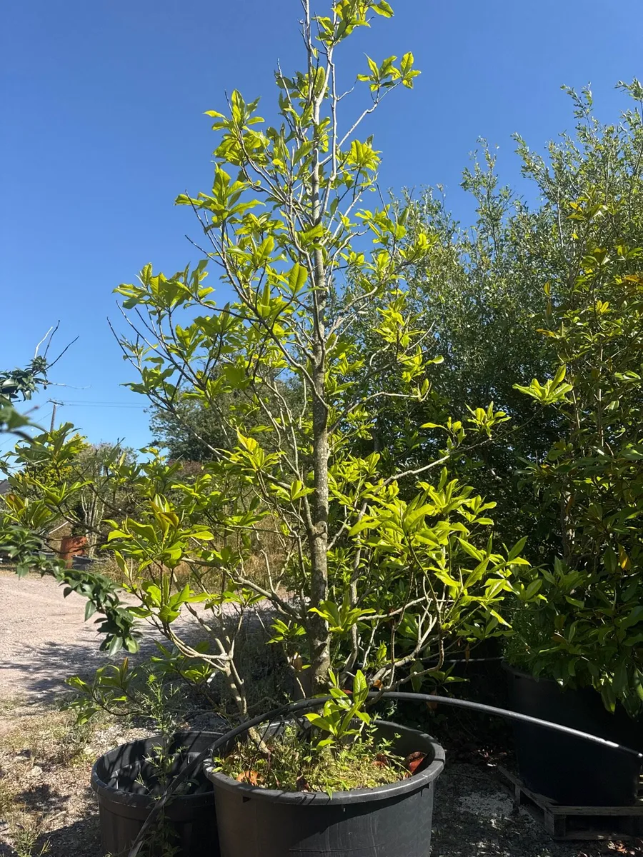 Screening tree Magnoila