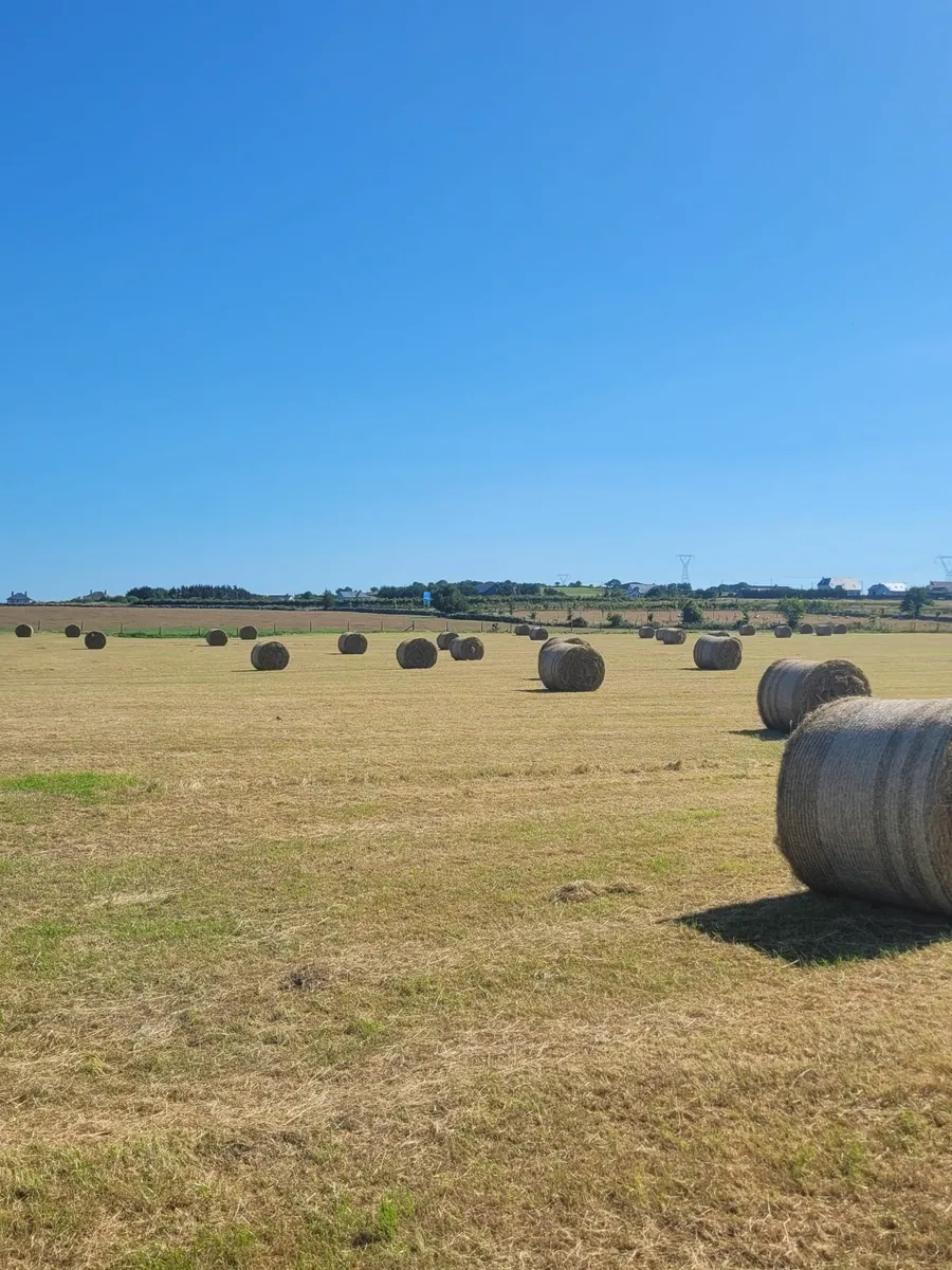 HAY - Image 1