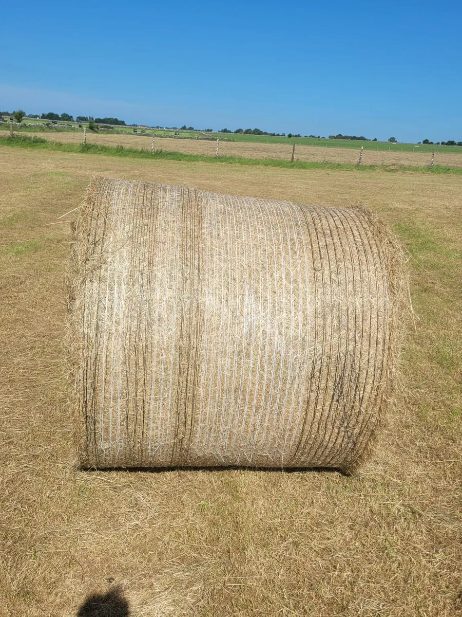 HAY - Image 3