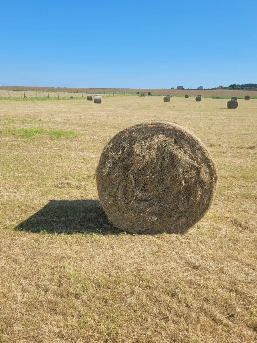 HAY - Image 4