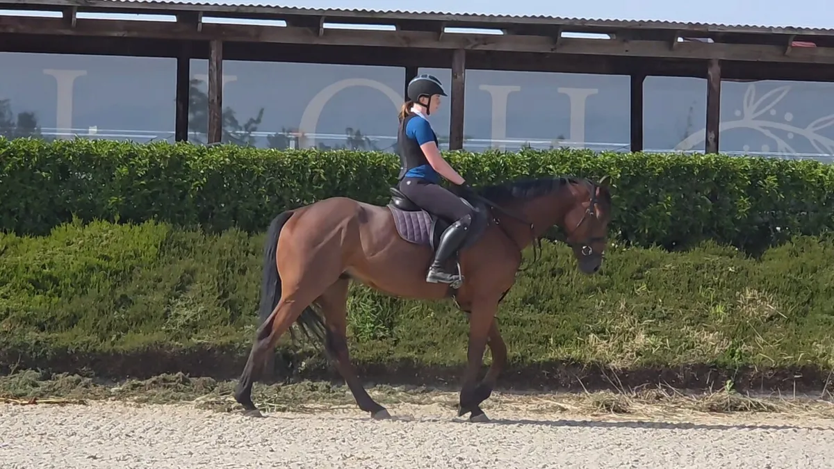 4yr old Gelding For Sale - Image 1