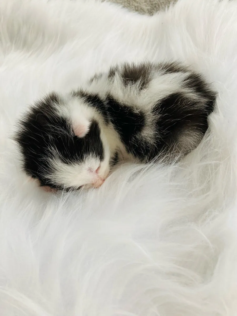 Turkish Angora mix Kittens - Image 4