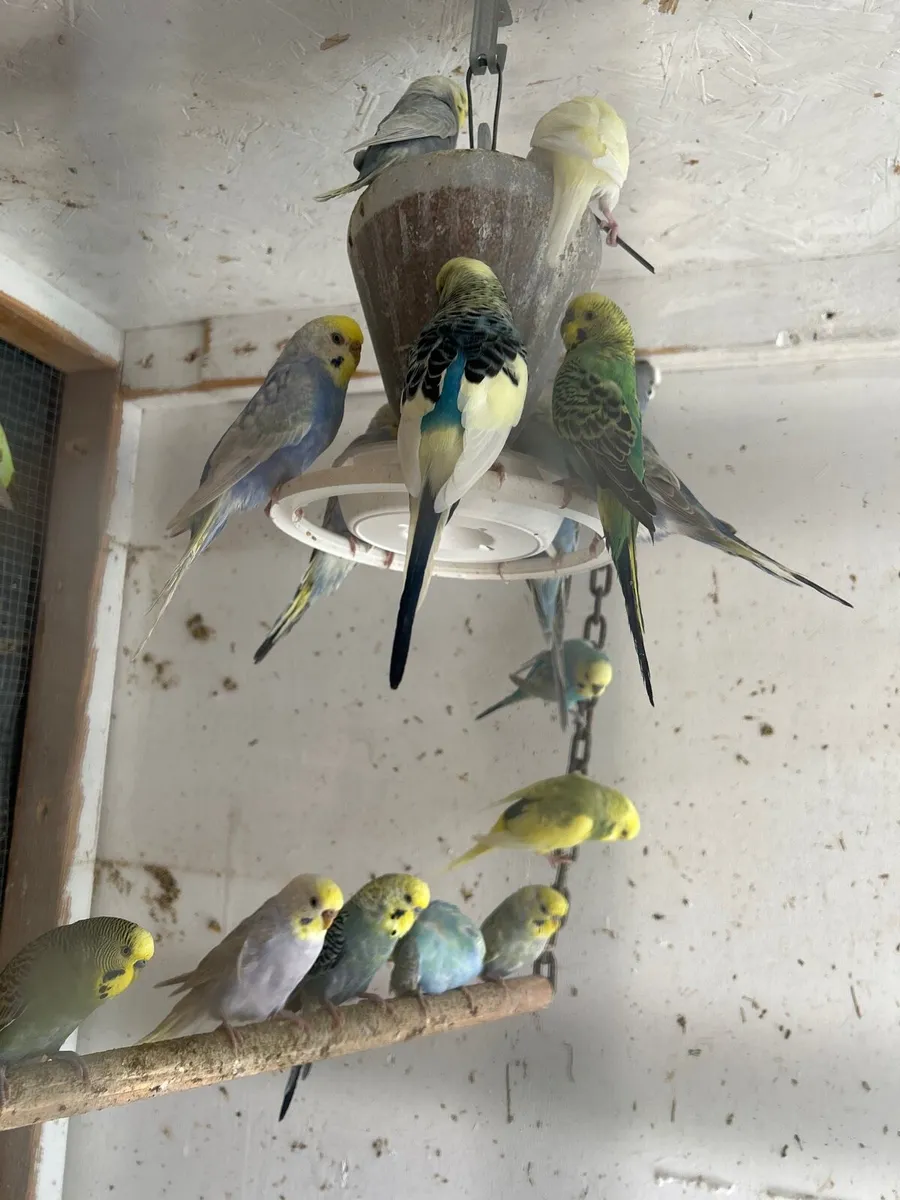 Budgies, - Image 1