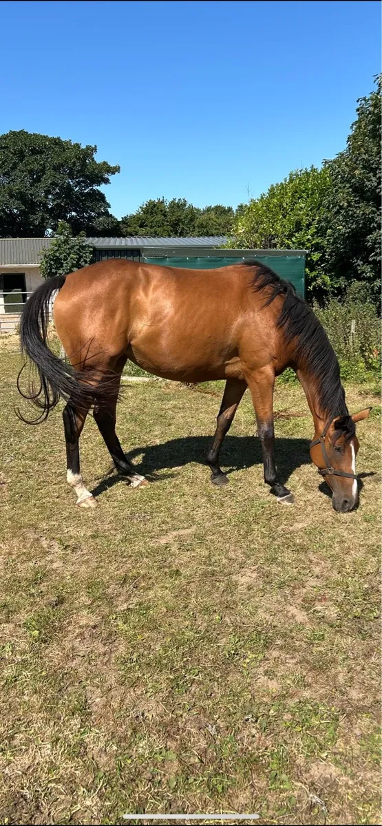 Thoroughbred filly - Image 1
