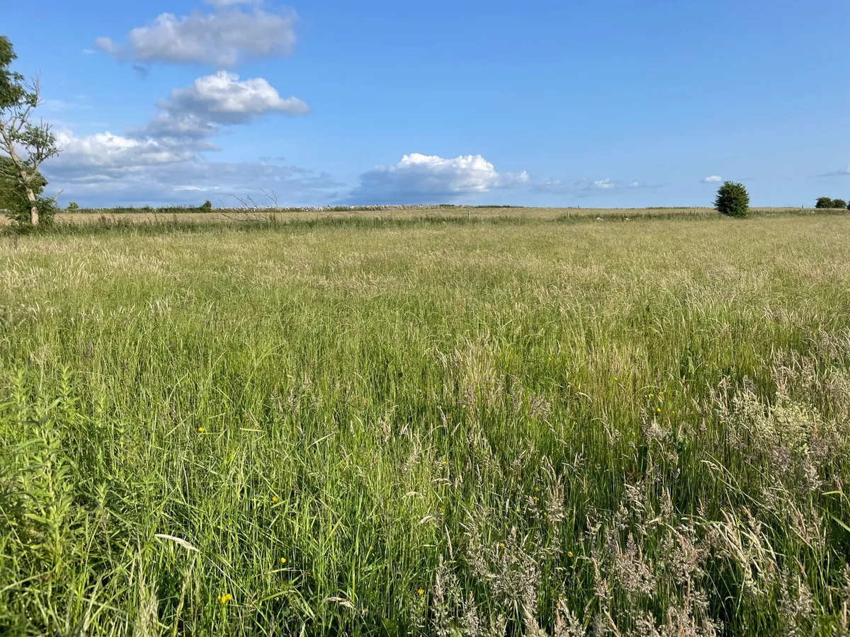 Meadow - Image 1