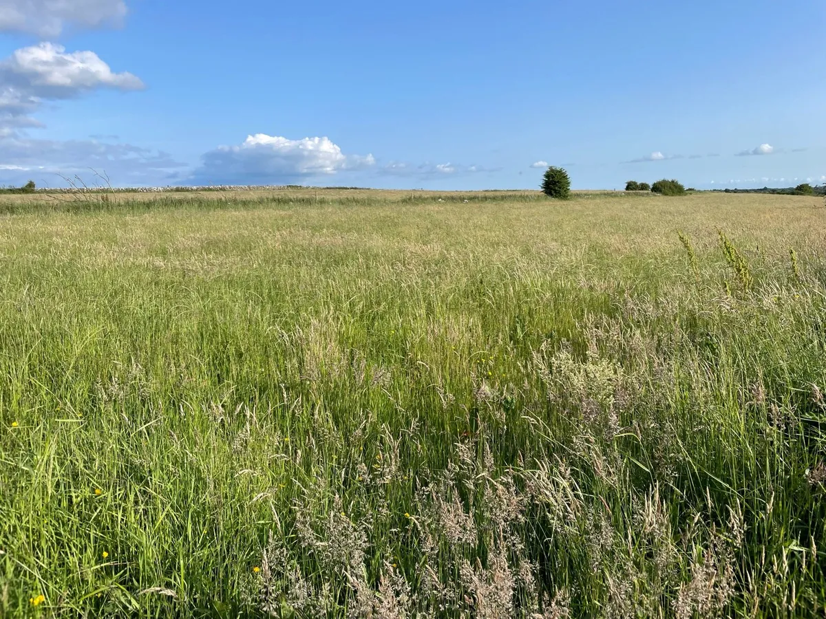 Meadow - Image 2