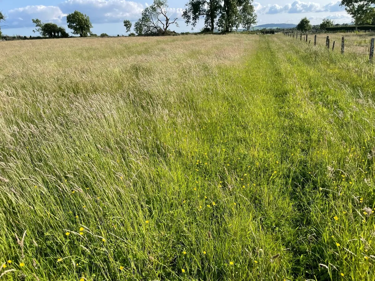 Meadow - Image 3