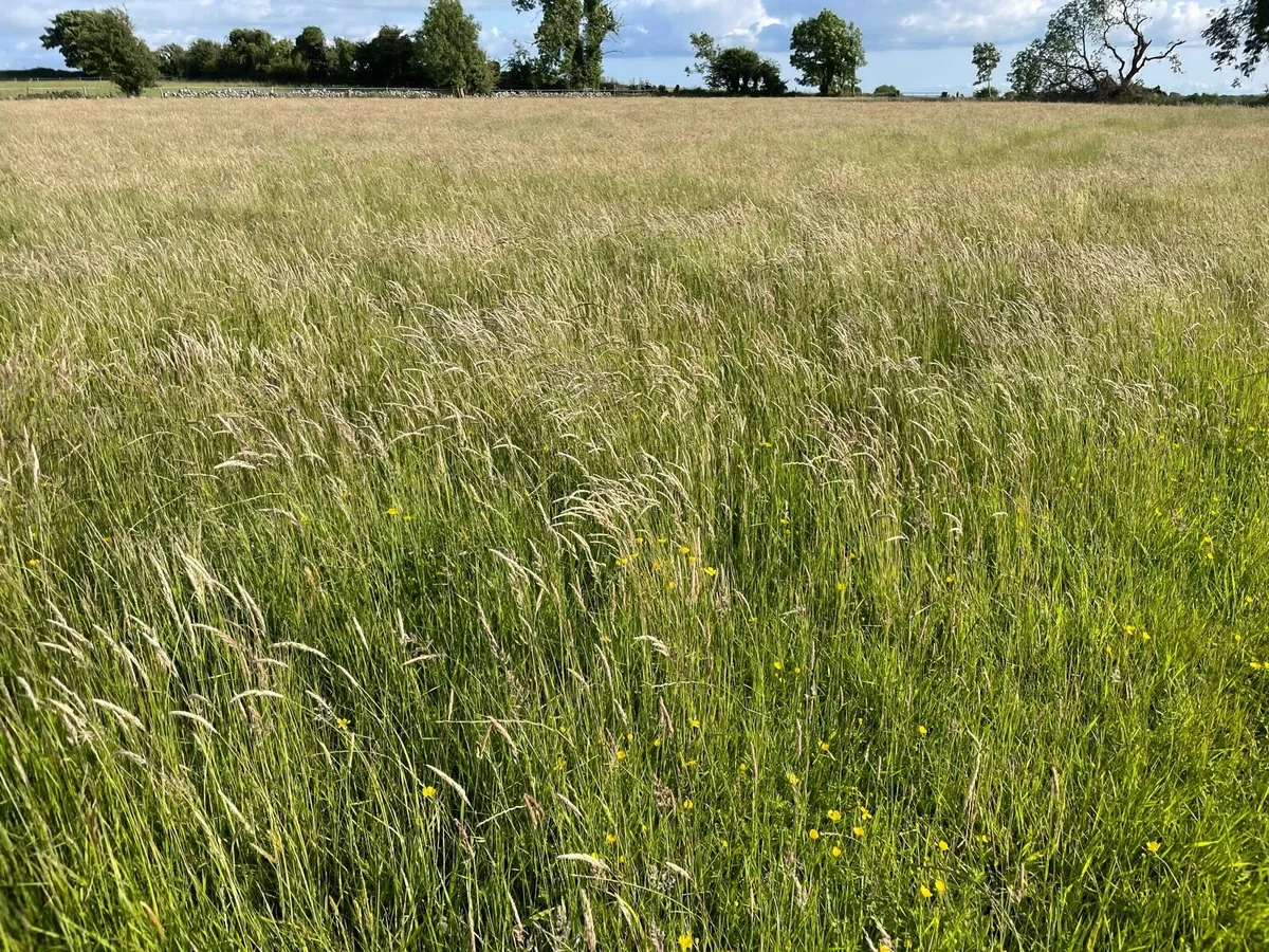 Meadow - Image 4