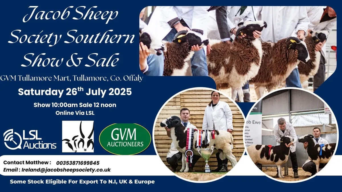 Jacob Sheep Society Show & Sale 2025 - Image 2