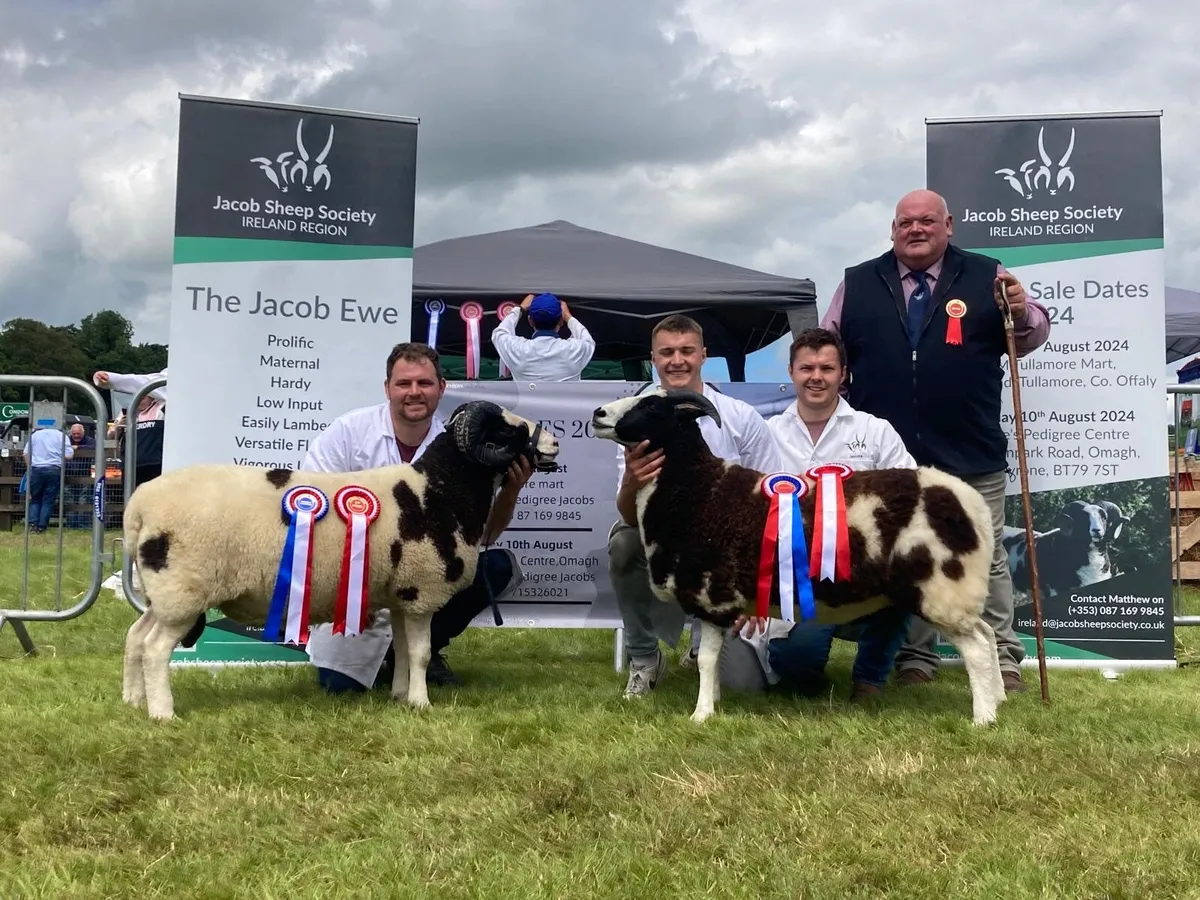 Jacob Sheep Society Show & Sale 2025 - Image 3