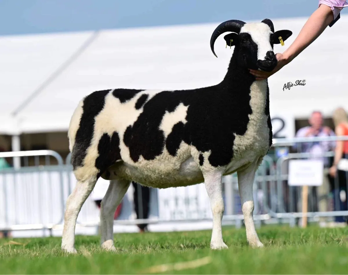 Jacob Sheep Society Show & Sale 2025 - Image 4