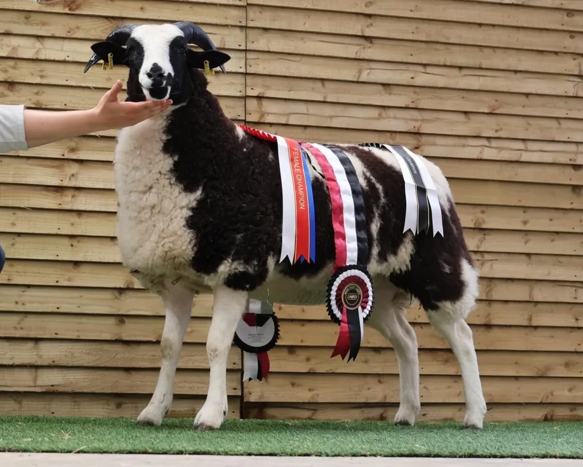 Jacob Sheep Society Show & Sale 2025 - Image 1
