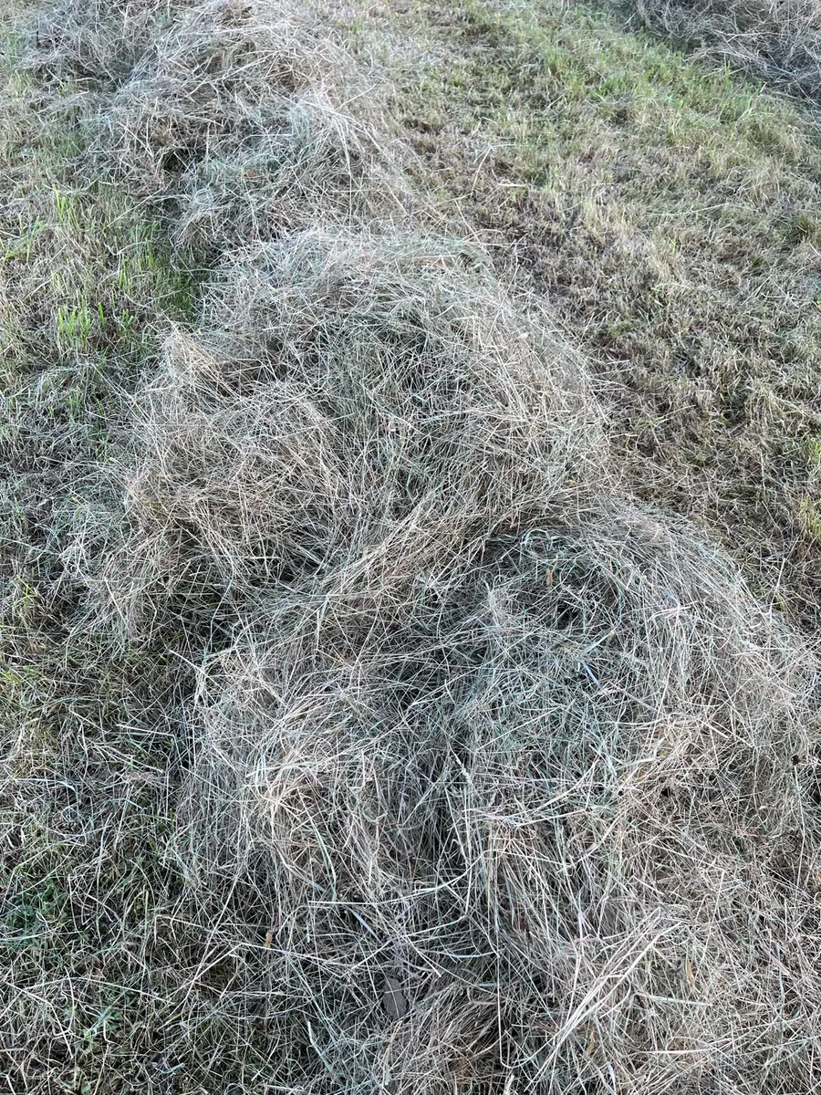 Organic Hay Square bales - Image 1