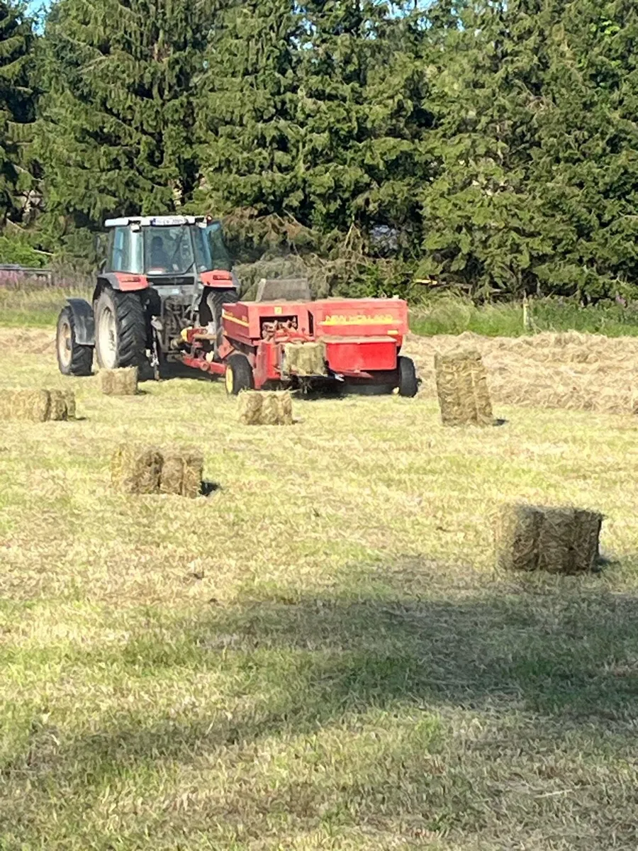 Organic Hay Square bales - Image 2